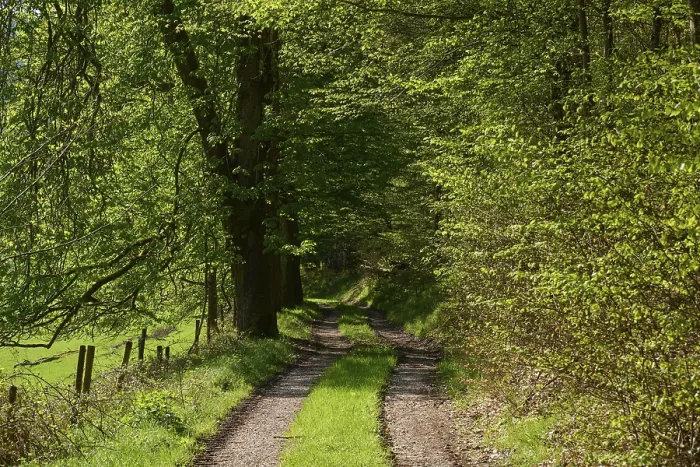 Framed Print : Forest path, beech, deciduous forest