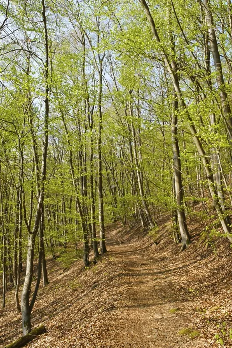 Framed Print : Forest path, beech forest with fresh greenery Framed Print : Forest path, beech forest with fresh greenery