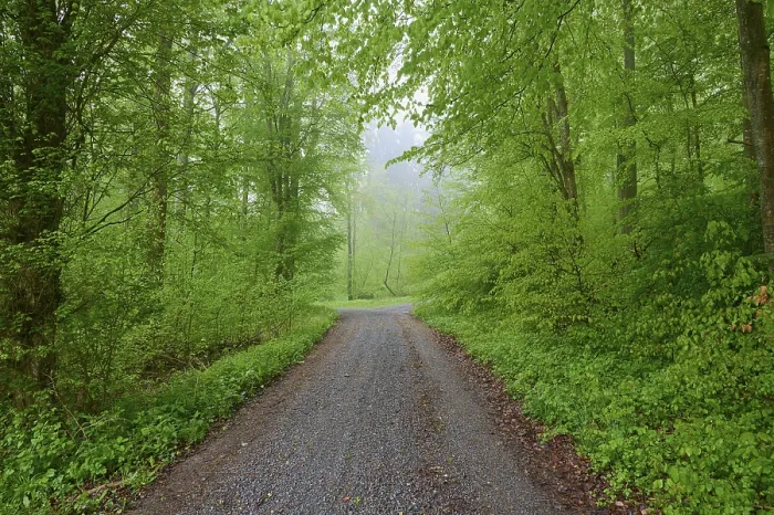 Framed Print : Forest path, beech forest, rain Framed Print : Forest path, beech forest, rain