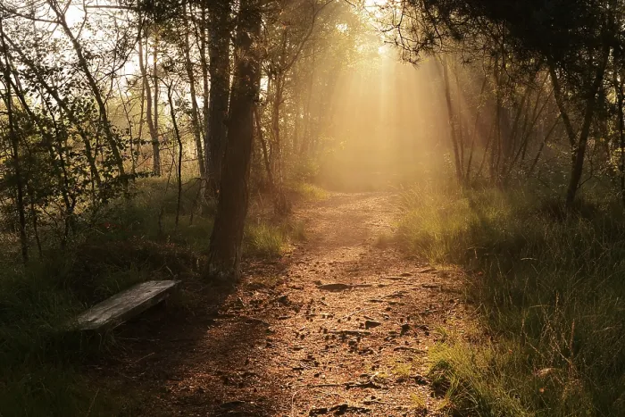 Framed Print : Forest path and bench in morning fog with sunbeams