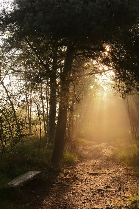 Framed Print : Forest path and bench in morning fog with sunbeams