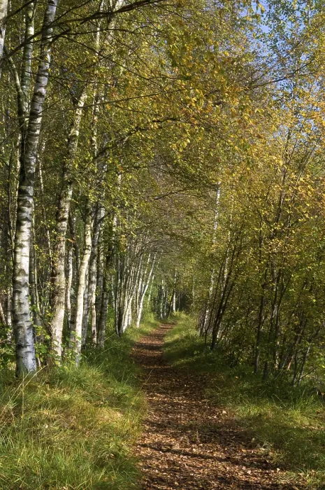Framed Print : Forest path with birches (Betula)