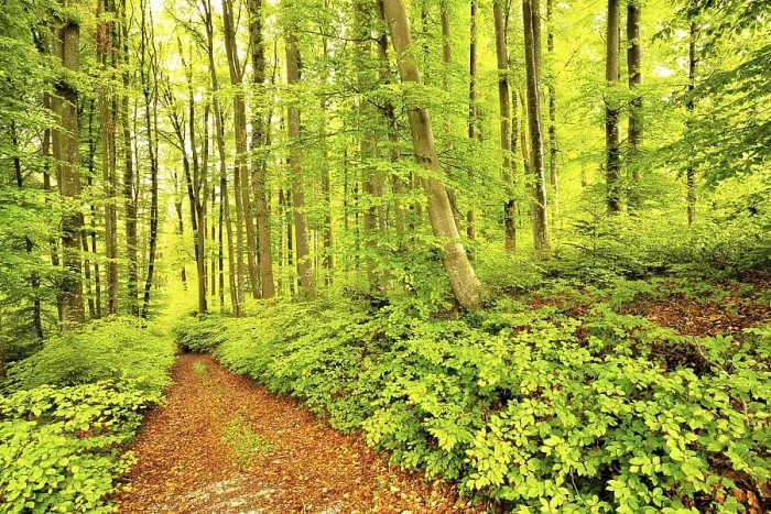 Framed Print : Forest path through Common beeches (Fagus sylvatica) Framed Print : Forest path through Common beeches (Fagus sylvatica)