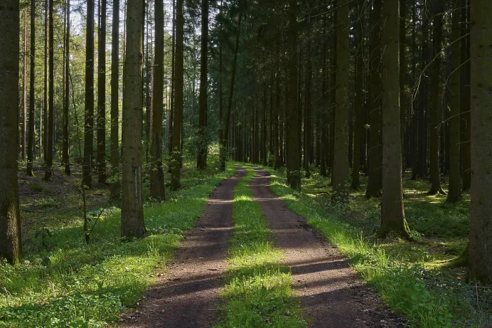 Framed Print : Forest path, coniferous forest Framed Print : Forest path, coniferous forest