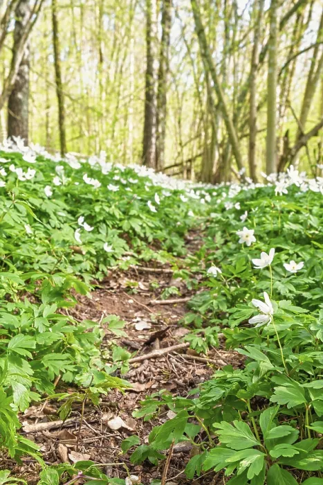 Framed Print : Forest path covered with white Wood anemone (Anemone nemorosa)