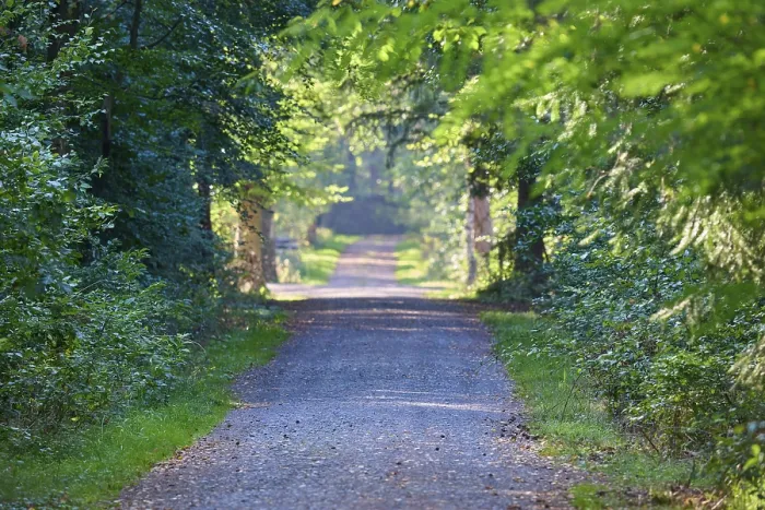 Framed Print : Forest path, deciduous forest, park