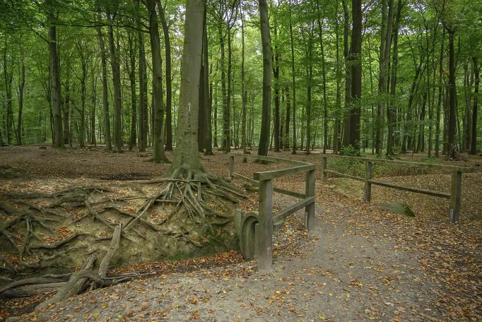 Framed Print : A forest path with exposed tree roots and dense trees Framed Print : A forest path with exposed tree roots and dense trees
