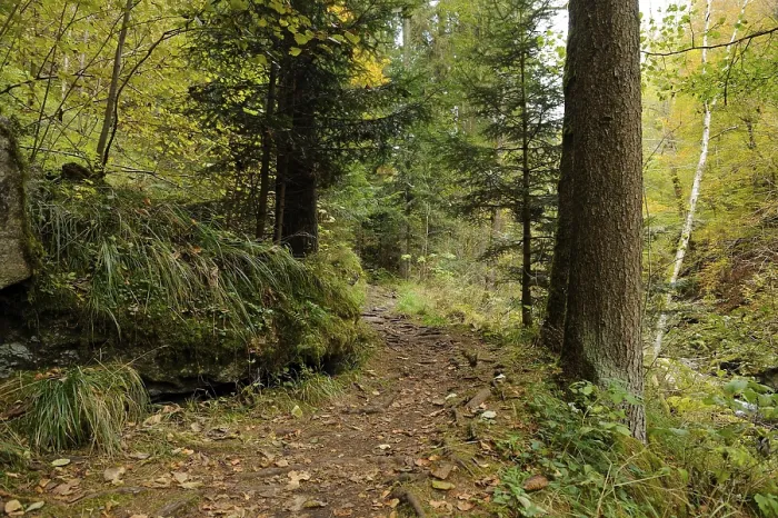 Framed Print : A forest path flanked by tall trees and dense undergrowth