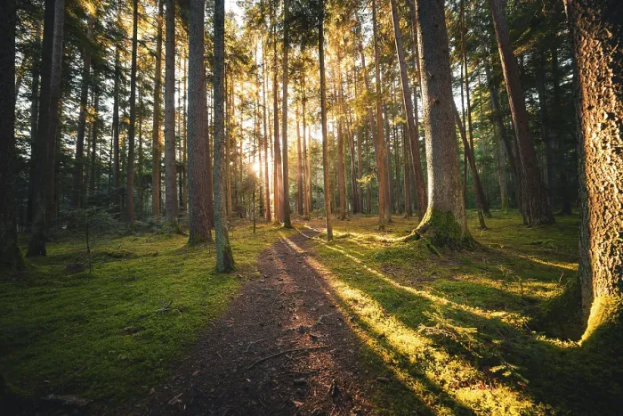 Framed Print : A forest path flooded with sunlight