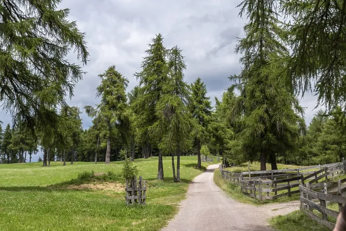Framed Print : Forest path through larch meadows on the Salten in South Tyrol Framed Print : Forest path through larch meadows on the Salten in South Tyrol