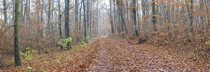 Framed Print : Forest path in late autumn, beech trees (Fagus sylvatica) Framed Print : Forest path in late autumn, beech trees (Fagus sylvatica)