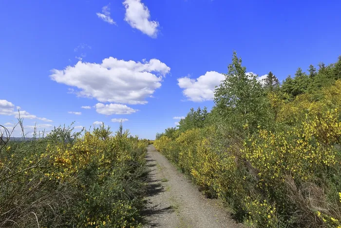 Framed Print : Forest path leads through a forest area destroyed by the bark beetle (Ips typographus) and overgrown by broom (Genista)