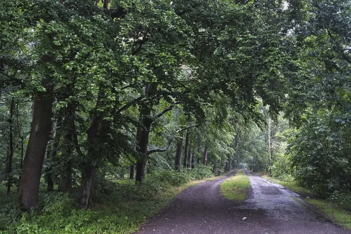 Framed Print : Forest path leads past a deciduous forest with copper beech (Fagus silvatica)