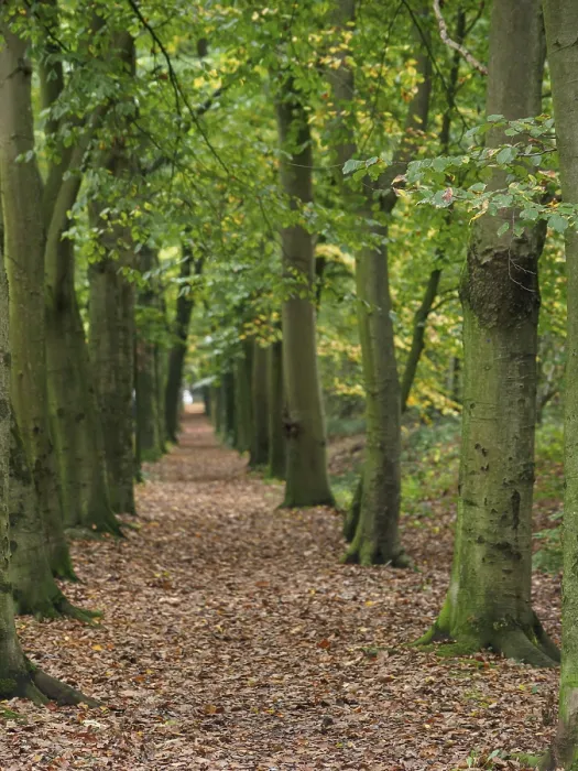 Framed Print : A forest path, lined with moss-covered trees and autumn leaves