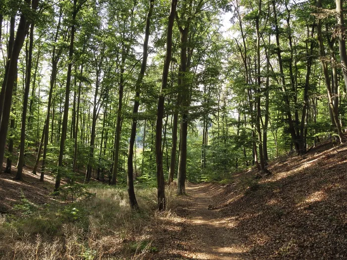 Framed Print : A forest path lined with tall trees