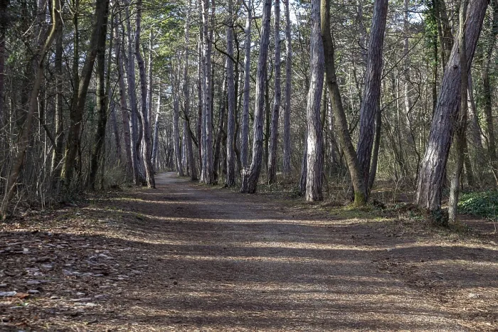 Framed Print : Forest path lined with tall trees in a quiet