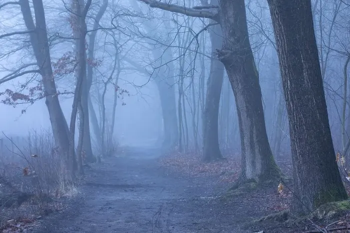 Framed Print : Forest path in misty autumn atmosphere Framed Print : Forest path in misty autumn atmosphere