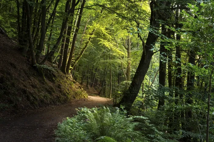 Framed Print : A forest path in a mixed forest with many beech trees in summer Framed Print : A forest path in a mixed forest with many beech trees in summer