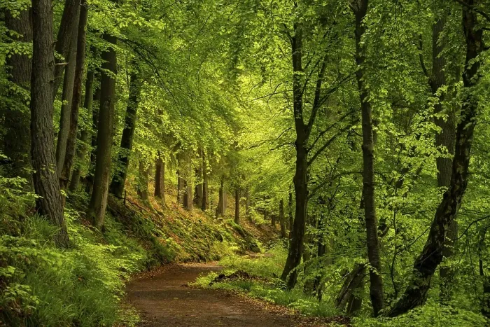 Framed Print : A forest path in a mixed forest with deciduous trees