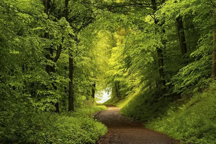 Framed Print : A forest path in a mixed forest with many deciduous trees