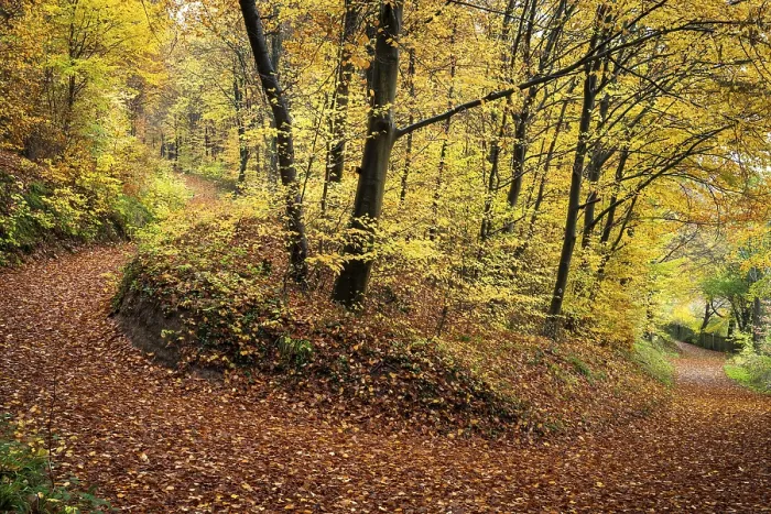 Framed Print : A forest path in a mixed forest with many deciduous trees