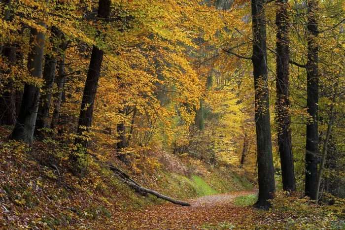 Framed Print : A forest path in a mixed forest with many deciduous trees
