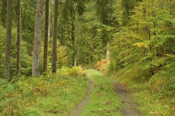 Framed Print : Forest path, mixed forest, fir Framed Print : Forest path, mixed forest, fir