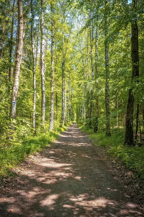 Framed Print : Forest path through a mixed forest in summer sunshine
