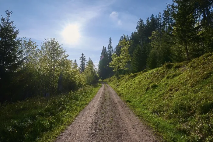 Framed Print : Forest path, mixed forest, sun