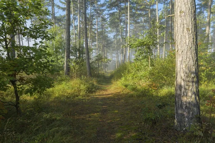 Framed Print : Forest path in the morning with fog
