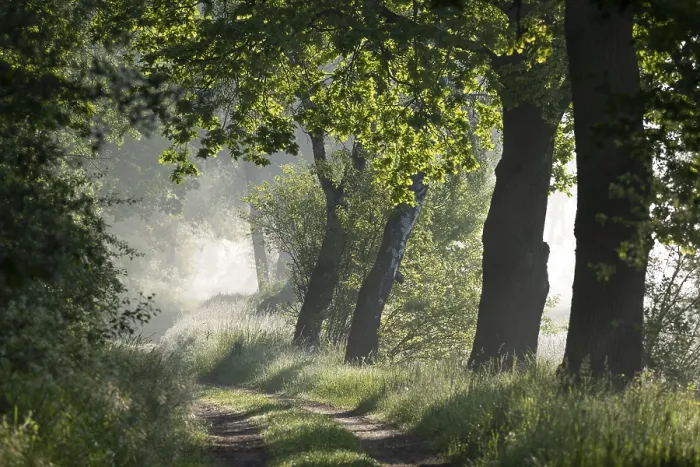 Framed Print : Forest path, morning mist, Lower Saxony