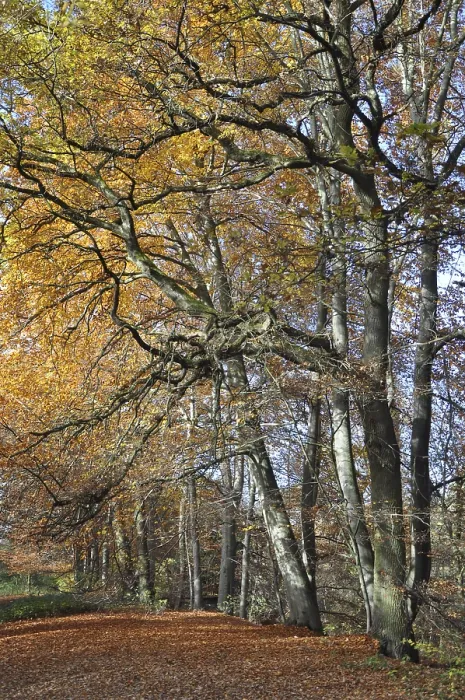 Framed Print : Forest path, path, autumn forest Framed Print : Forest path, path, autumn forest