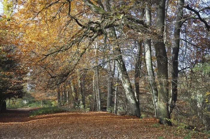 Framed Print : Forest path, path, autumn forest Framed Print : Forest path, path, autumn forest