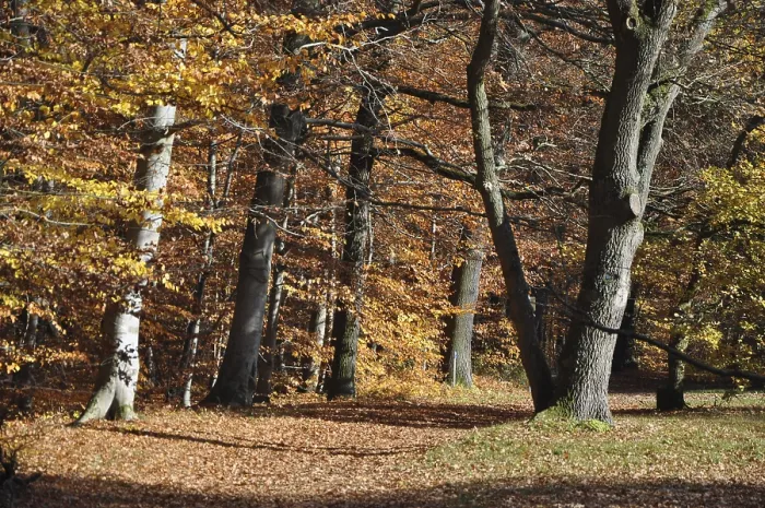 Framed Print : Forest path, path, autumn forest Framed Print : Forest path, path, autumn forest