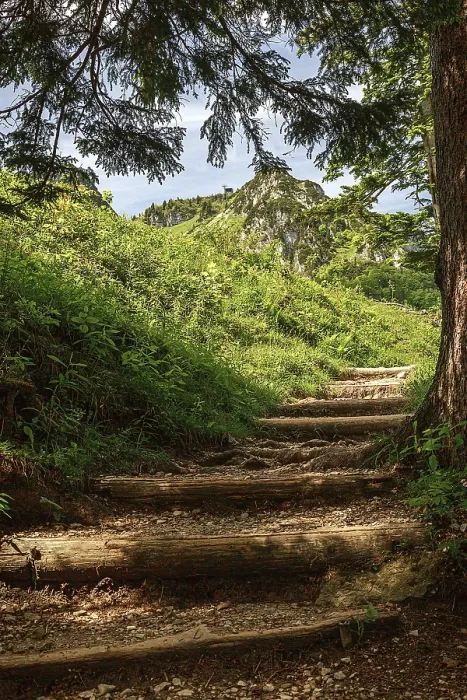 Framed Print : Forest path that runs under trees in a hilly landscape in the sunlight Framed Print : Forest path that runs under trees in a hilly landscape in the sunlight
