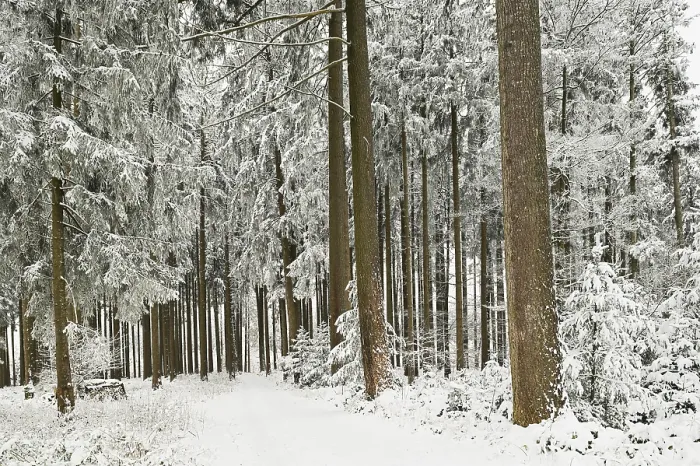 Framed Print : Forest path through snow-covered coniferous forest