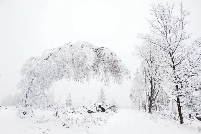 Framed Print : Forest path with snow-covered trees Framed Print : Forest path with snow-covered trees