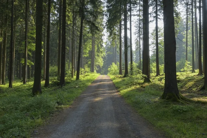 Framed Print : Forest path in spring, Baden-Wuerttemberg