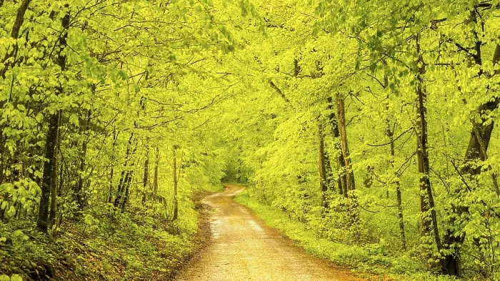 Framed Print : Forest path in spring, beech trees (Fagus sylvatica)