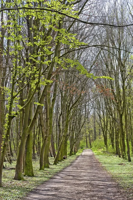 Framed Print : Forest path on a spring day in the sunshine