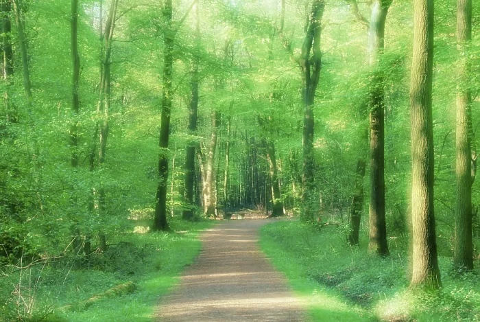 Framed Print : Forest path in spring, North Rhine-Westphalia Framed Print : Forest path in spring, North Rhine-Westphalia