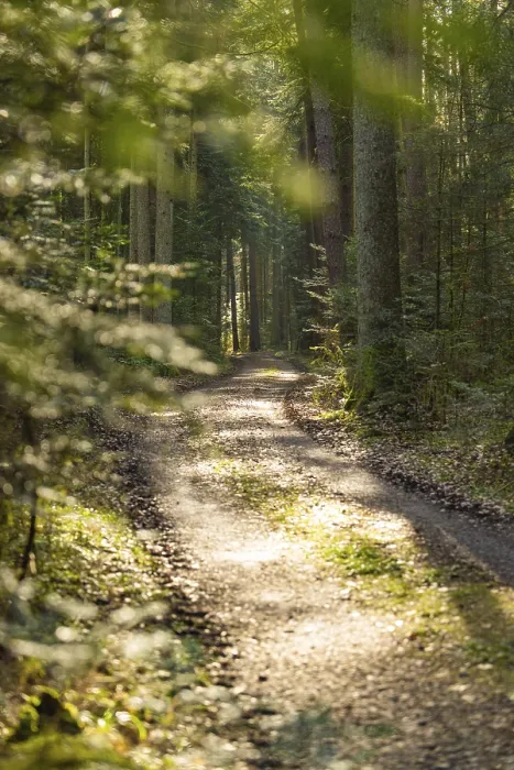 Framed Print : Forest path with sunlight falling through the trees Framed Print : Forest path with sunlight falling through the trees