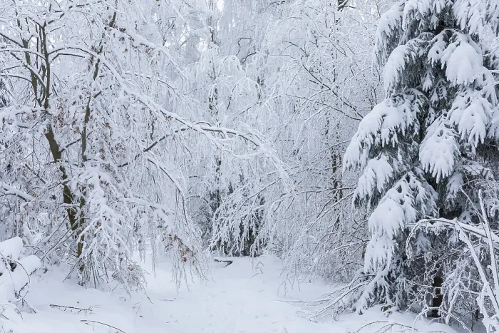 Framed Print : Forest path through the trees covered in snow and hoarfrost on the Czorneboh