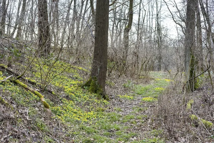 Framed Print : Forest path, winter aconite (Eranthis hyemalis) in flower