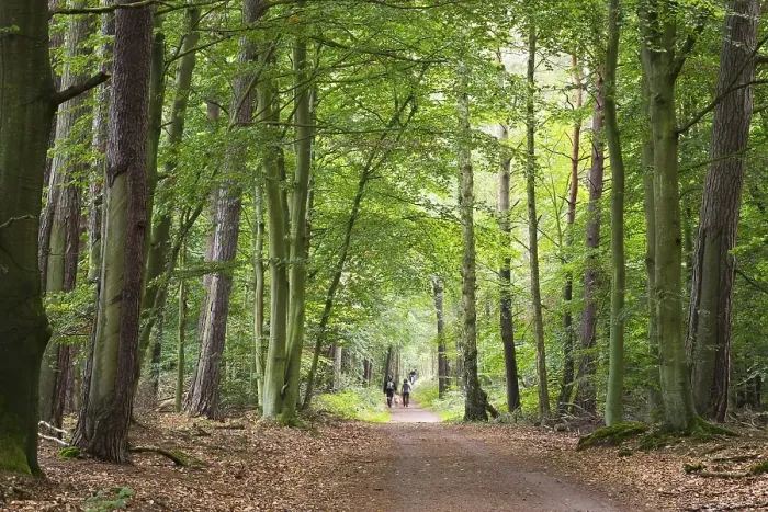 Framed Print : Forest paths, Darsswald, Darss Framed Print : Forest paths, Darsswald, Darss
