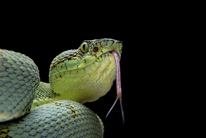 Framed Print : Forest Pit Viper (Bothriopsis bilineata) french guyana