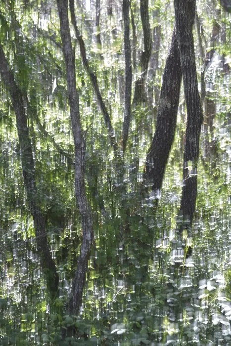 Framed Print : Forest with Portuguese oak (Quercus faginea)