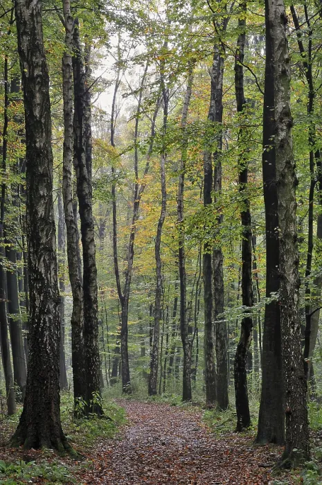 Framed Print : Forest road between birch trees (Betula) in autumn Framed Print : Forest road between birch trees (Betula) in autumn