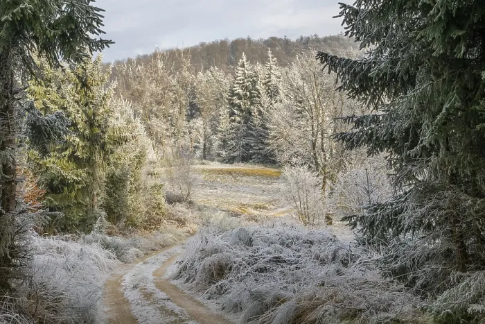 Framed Print : Forest road going through a beautiful landscape with forest