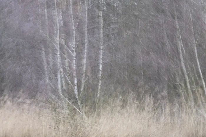 Framed Print : Forest with sand birch trees (Betula pendula)